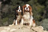 CAVALIER KING CHARLES 289